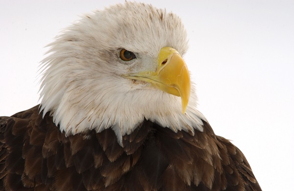 What do Bald Eagles have to do with Data sampling? Nothing. they're just awesome.