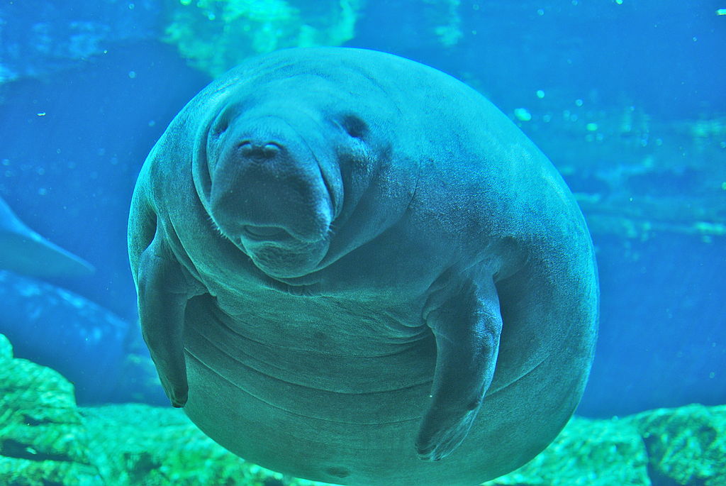 Adorable Chubby Manatee at Sea World